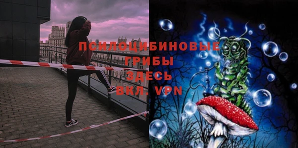 стаф Аркадак